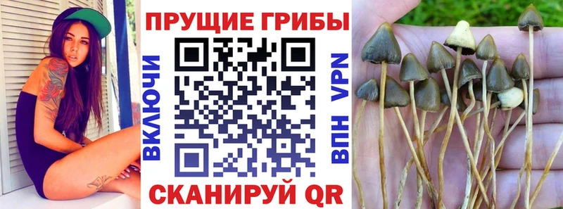 Псилоцибиновые грибы Psilocybe  Купить закладки  Красноармейск 